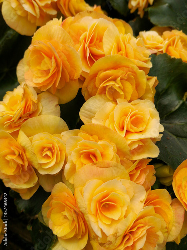 Begonia. Warm yellow and orange colors.