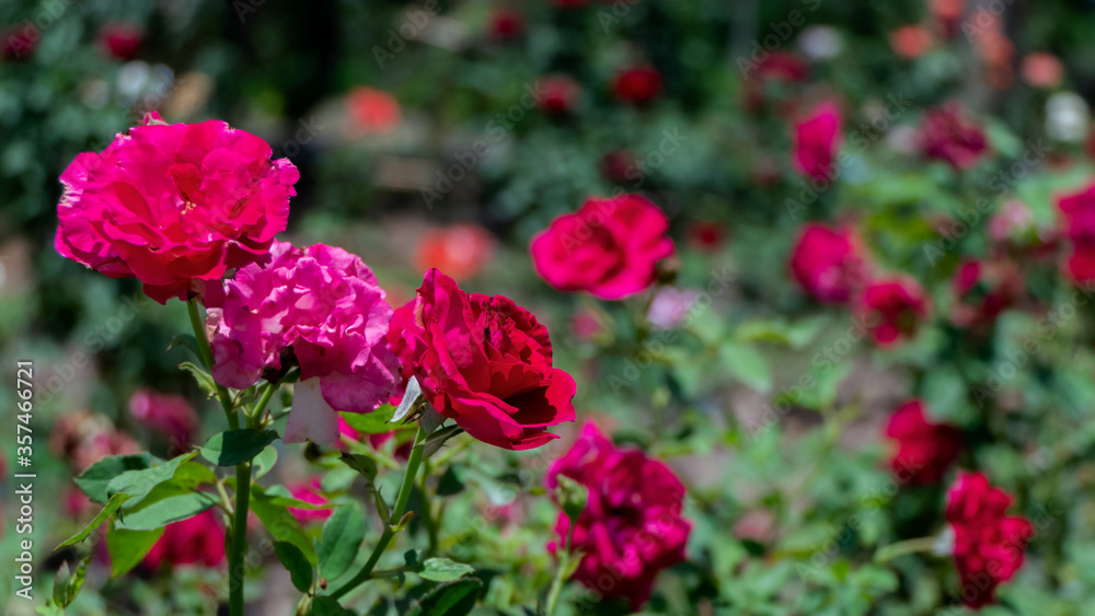 The beautiful red rose works in the garden.