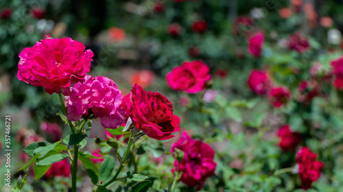 The beautiful red rose works in the garden.