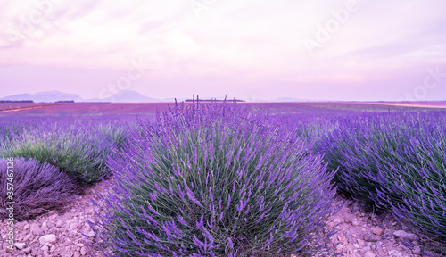 Panorama field lavender morning summer blur background. Spring lavender background. Flower background. Fhallow depth of field. Valensole lavender fields  Provence  France.