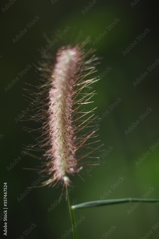 caterpillar plant in botanical garden caterpillar plant in botanical garden