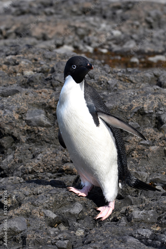 Fototapeta premium Adelie penguin at Brown Bluff, Antarctica