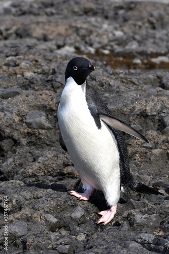 Adelie penguin at Brown Bluff, Antarctica