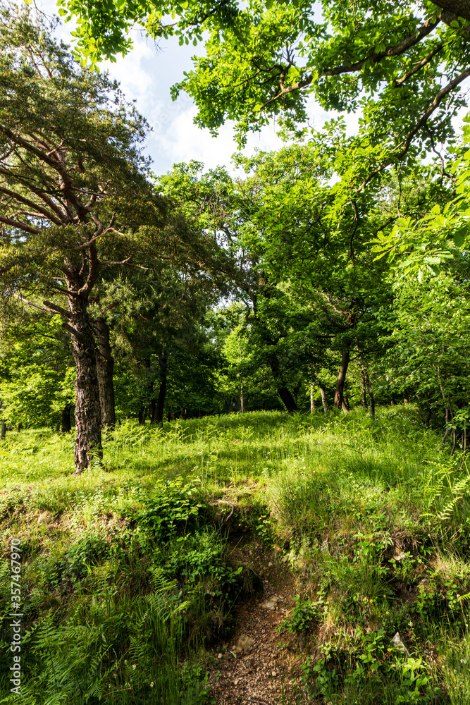 The forest and nature during spring in the Italian alps near the town of Eupilio, Lombardy, Italy - May 2020. The forest and nature during spring in the Italian alps near the town of Eupilio, Lombardy, Italy - May 2020.