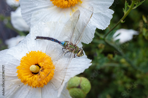 green darner dragonfly photo