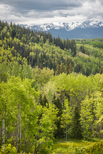 Canadian Wilderness Forests in Summer © Stefan