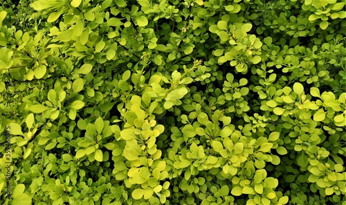 Plant background. Green tree. Background.