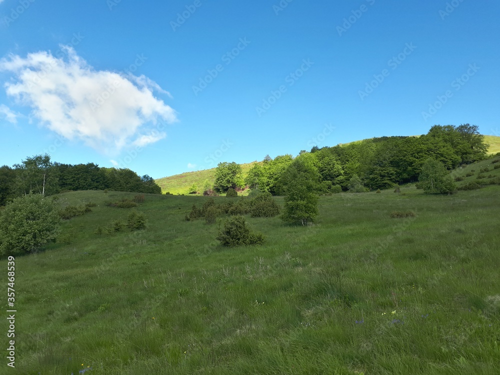 landscape with trees and blue sky