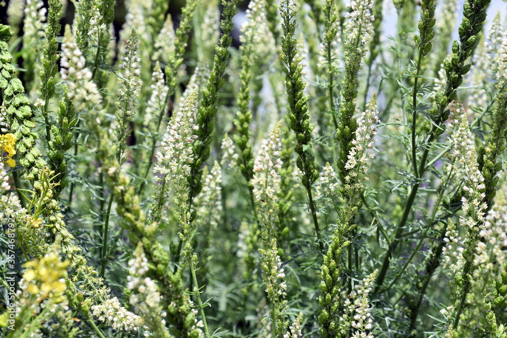 Weiße Reseda-Alba-Blüten Weiße Reseda-Alba-Blüten