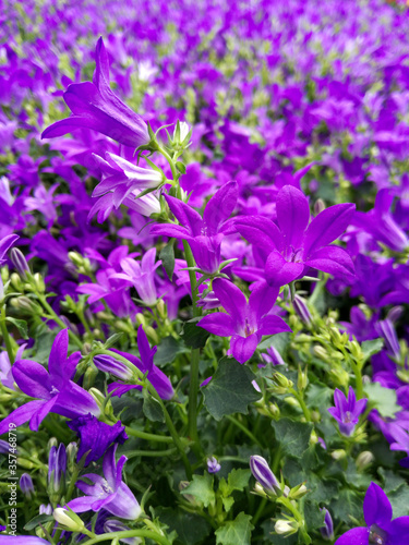 Flower bed of Campanula or Bellflower.