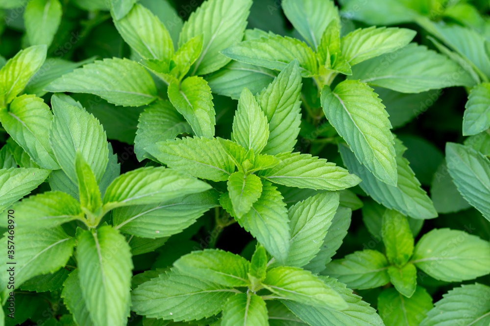 Fresh mint plant vegetable in garden Fresh mint plant vegetable in garden