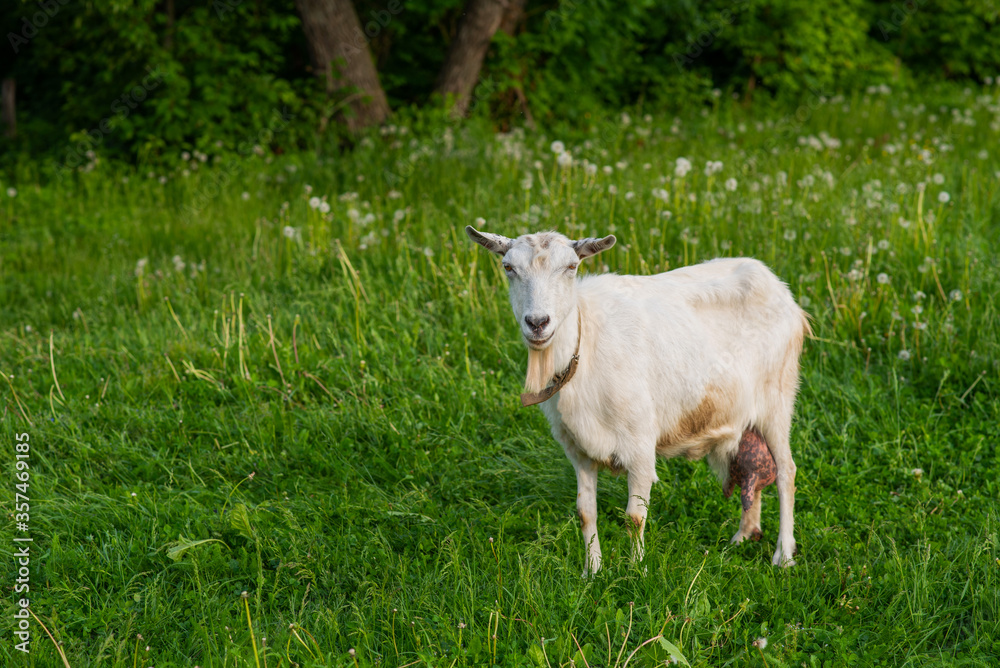 White domestic goat in the farm. Goat standing among green grass. Sunny spring day.