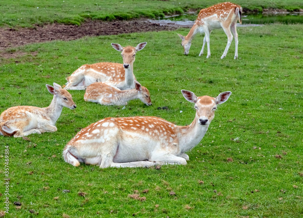 White-Tailed Deer in Hamilton Safari, Ontario, Canada White-Tailed Deer in Hamilton Safari, Ontario, Canada