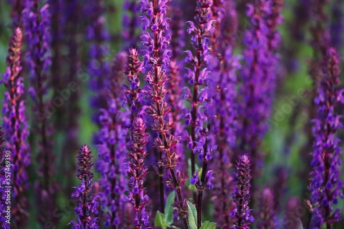 violette Blüten des Steppensalbei