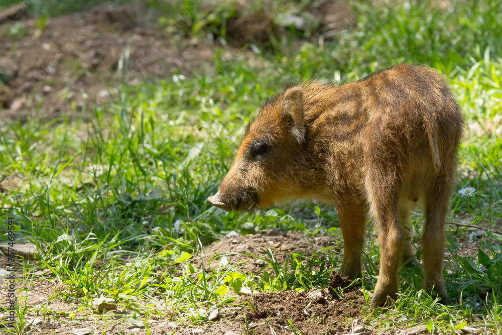 Wild boar, young boar looking for food in the woods Wild boar, young boar looking for food in the woods