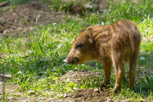 Wild boar  young boar looking for food in the woods