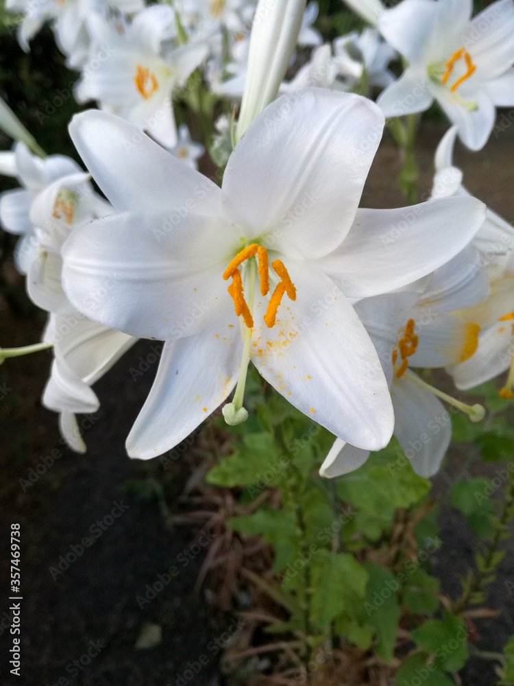 Fototapeta premium White lilium flower in the garden.