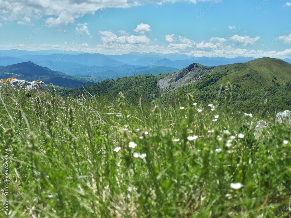 alpine meadow with flowers