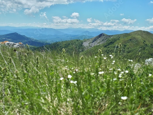 alpine meadow with flowers