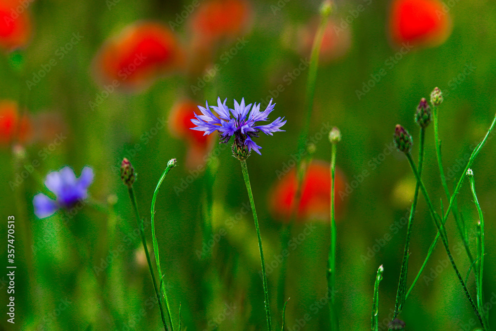 Sommerblumenfeld mit roten Mohnenblumen Sommerblumenfeld mit roten Mohnenblumen