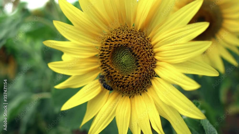 Bee in a yellow pollen, collects sunflower nectar Bee in a yellow pollen, collects sunflower nectar