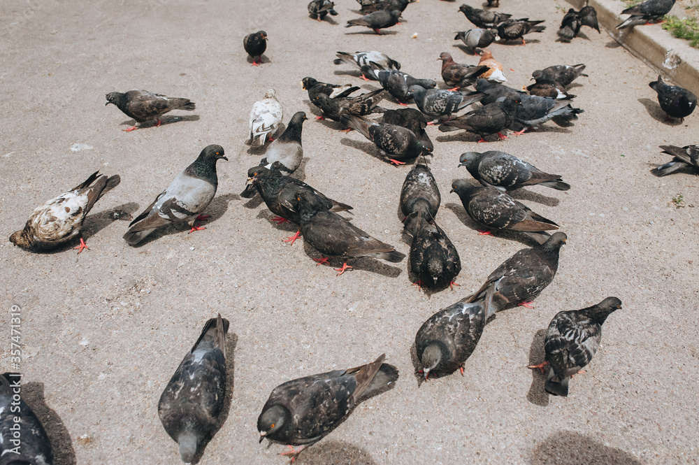Obraz premium A lot of pigeons on the street, on the pavement eats bread and various foods. Feeding the hungry birds. Photography, concept.
