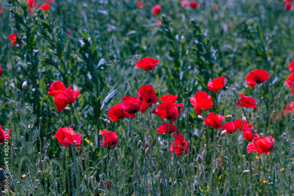 Red poppies on a green blurred background