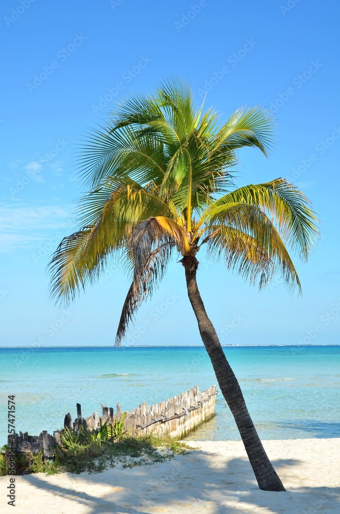 Naklejka premium palm and windbreak