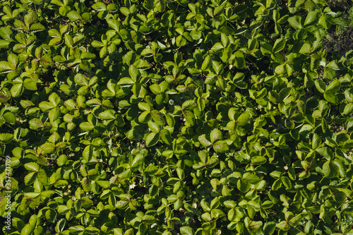 The texture of blooming strawberries and green leaves. Photography, concept, top view.