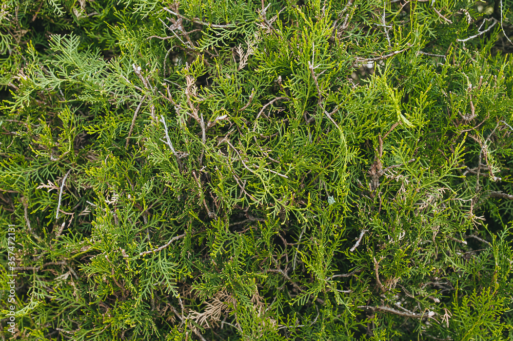 The texture of the green branches of thuja. Photography, concept. The texture of the green branches of thuja. Photography, concept.