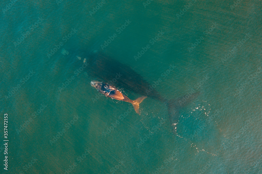 Fototapeta premium Overhead aerial view of a Southern Right Whale mom and her newborn calf off the coast of South Africa. 