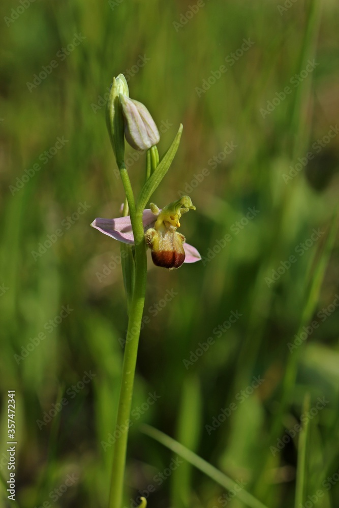 Varietät der Bienen-Ragwurz (Ophrys apifera var. bicolor) Varietät der Bienen-Ragwurz (Ophrys apifera var. bicolor)