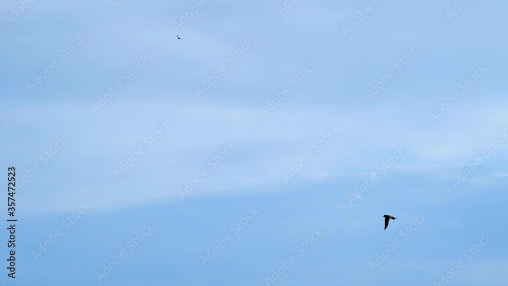 Summer Swallow Flying over deep blue sky,fly spring bird flock slow motion Summer Swallow Flying over deep blue sky,fly spring bird flock slow motion