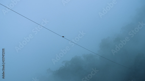 bird on the cable