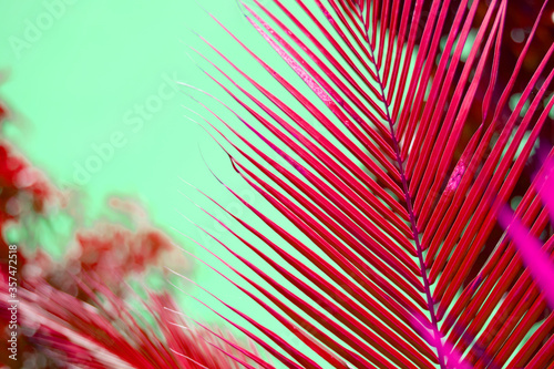 Wallpaper Mural Abstract background with red decorative palm trees Torontodigital.ca