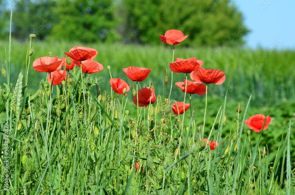 Close-up poppies flowers, photo of nature for banners and typography Close-up poppies flowers, photo of nature for banners and typography