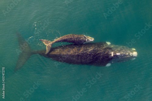 Overhead aerial view of a Southern Right Whale mom and her newborn calf off the coast of South Africa. 