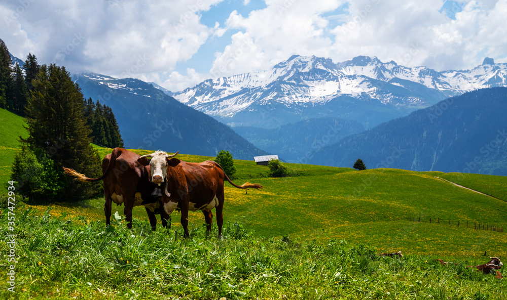 Brown mountain cows grazing on an alpine pasture in the Bernese Alps in summer. Grindelwald, Switzerland. There is a green meadow in the background and some high mountains.