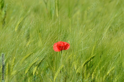 Close-up poppy flower in the wheat field, photo of nature for banners and typography