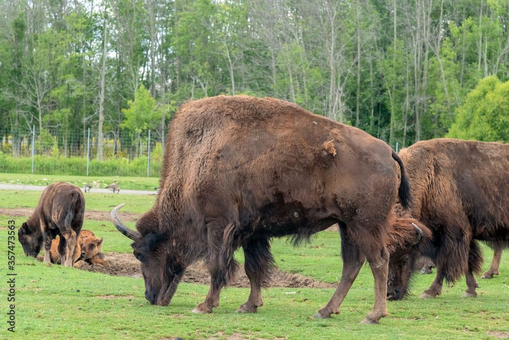 North American Bison also known as buffalo in Hamilton Safari, Ontario, Canada
