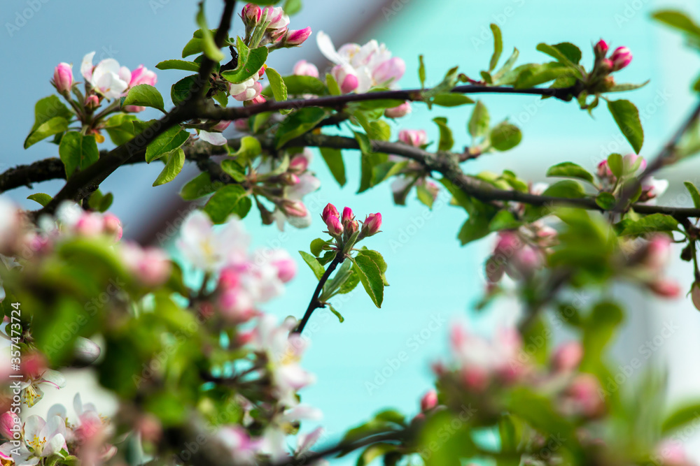 Pink flowers on a branch of a blossoming apple tree. Pink flowers on a branch of a blossoming apple tree.