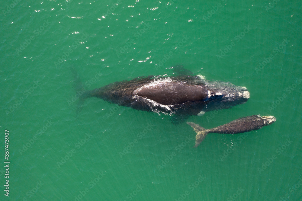Naklejka premium Overhead aerial view of a Southern Right Whale mom and her newborn calf off the coast of South Africa. 