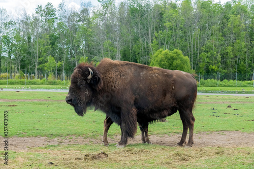 North American Bison also known as buffalo in Hamilton Safari, Ontario, Canada 