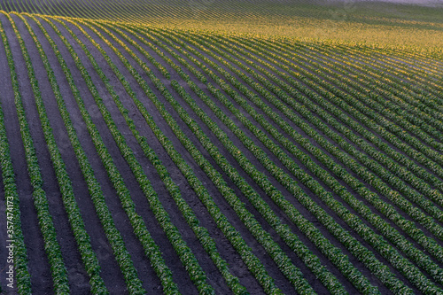 Rows of crop plants on a small hillside at sunset