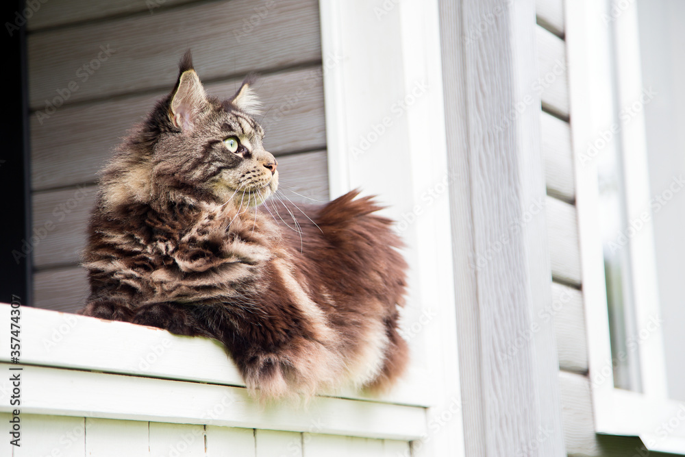 A beautiful Maine Coon cat lies on a wooden railing. Horizontal. Vertical.