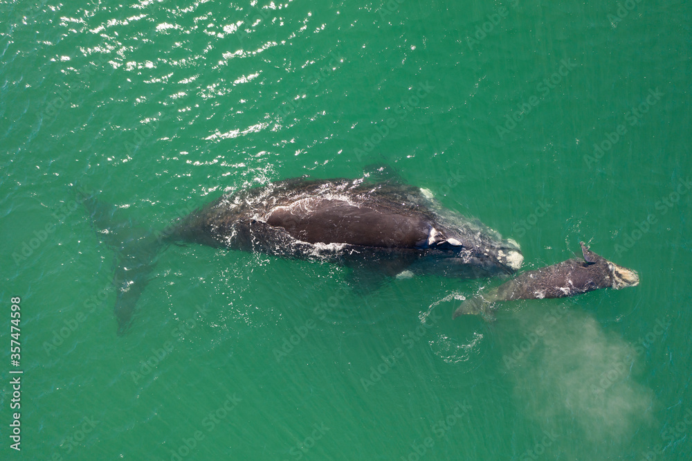 Naklejka premium Overhead aerial view of a Southern Right Whale mom and her newborn calf off the coast of South Africa.