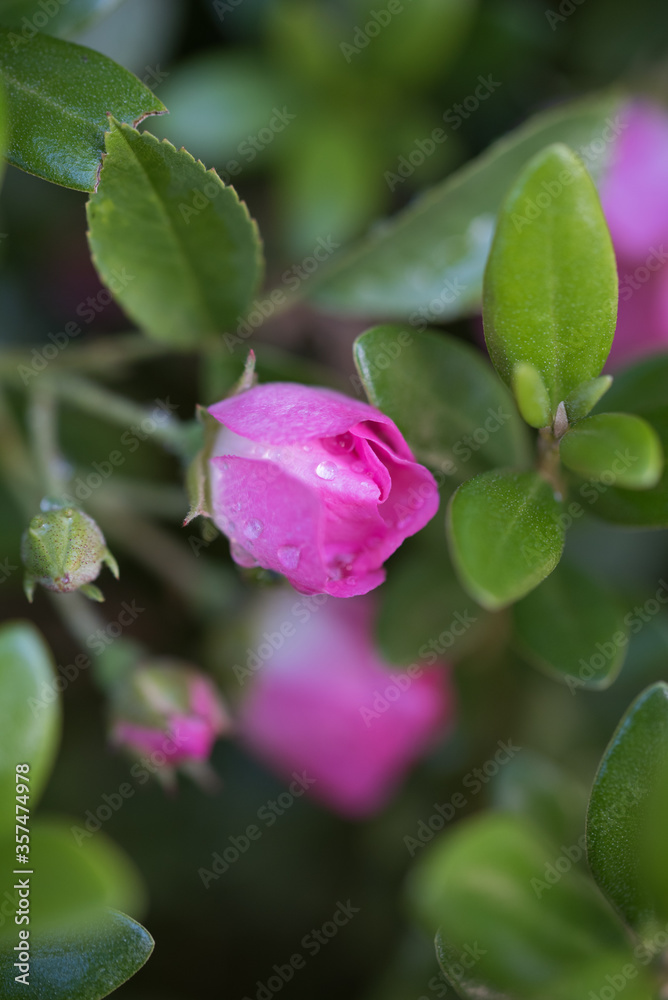 Petites roses de rosier d'antan. Petites roses de rosier d'antan.
