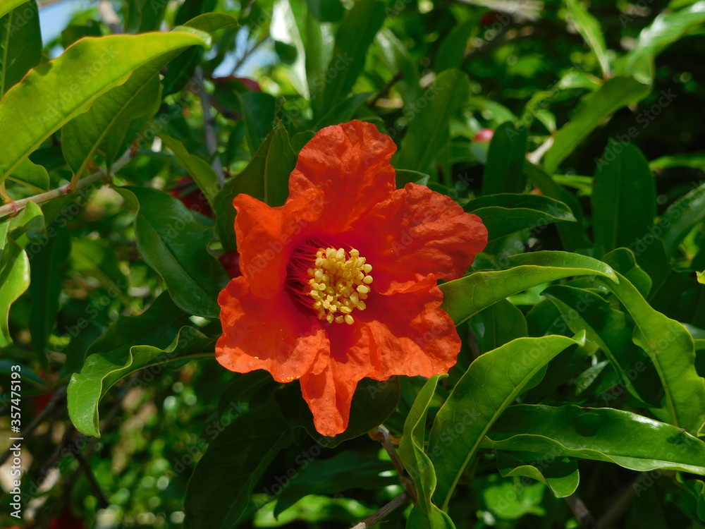closeup of orange red pomegranate flower with yellow anthers and  surrounding green leaves