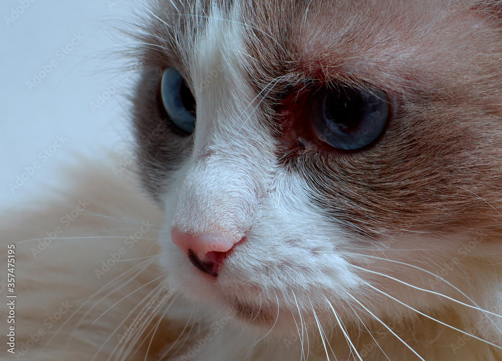 Allergic skin diseases in domestic cats. cat's wound from dermatitis ...