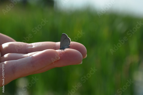 Canvas Print beautiful image butterfly on hand